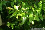 Photo: Myrtus communis 6.