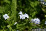 Photo: Myosotis arvensis 5.