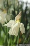 Photo: Narcissus pseudonarcissus 0.