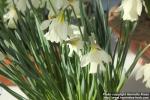 Photo: Narcissus pseudonarcissus 1.