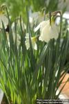 Photo: Narcissus pseudonarcissus 2.