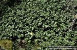 Photo: Nasturtium officinale.