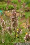 Photo: Nepeta cataria 5.