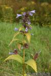 Photo: Nepeta subsessilis 3.