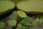 Photo: Nelumbo nucifera 6.