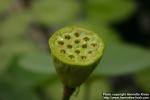 Photo: Nelumbo nucifera 7.