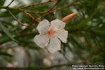 Photo: Nerium oleander.