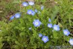 Photo: Nemophila menziesii 4.