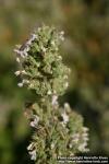 Photo: Nepeta cataria 09.