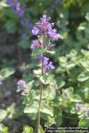 Photo: Nepeta x faassenii 6.