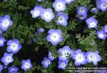 Photo: Nemophila menziesii 1.