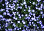 Photo: Nemophila menziesii.