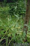 Photo: Nepeta camphorata.