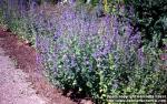 Photo: Nepeta grandiflora 4.