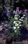 Photo: Nepeta subsessilis.