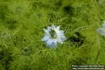 Photo: Nigella damascena 11.