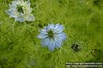 Photo: Nigella damascena 12.