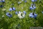 Photo: Nigella damascena 13.