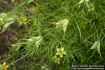 Photo: Nigella orientalis 3.