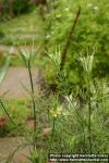 Photo: Nigella orientalis 4.