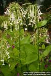 Photo: Nicotiana sylvestris 3.