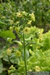 Photo: Nicotiana rustica 3.