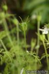 Photo: Nigella sativa 5.