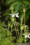 Photo: Nigella sativa 6.