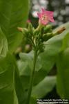 Photo: Nicotiana tabacum 4.