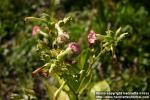 Photo: Nicotiana tabacum 10.