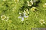 Photo: Nigella sativa 7.