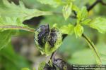 Photo: Nicandra physalodes 09.