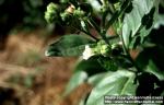 Photo: Nicotiana rustica 1.