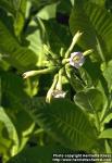 Photo: Nicotiana tabacum 1.