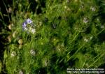 Photo: Nigella damascena 3.