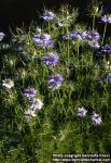 Photo: Nigella damascena 4.