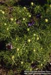 Photo: Nigella damascena 5.