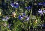 Photo: Nigella damascena 6.