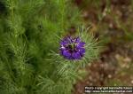 Photo: Nigella damascena 8.