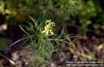 Photo: Nigella orientalis.