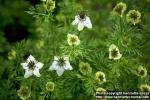 Photo: Nigella sativa 3.