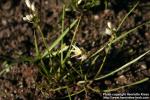 Photo: Nothoscordum bivalve 1.