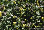 Photo: Nonea lutea 1.