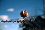 Photo: Nolina microcarpa.