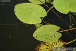 Photo: Nuphar lutea 4.