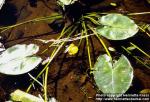 Photo: Nuphar lutea 1.