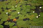 Photo: Nymphaea alba 5.