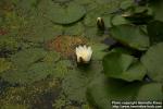 Photo: Nymphaea alba 09.