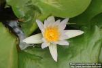 Photo: Nymphaea daubeniana 1.