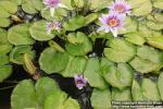 Photo: Nymphaea colorata 6.